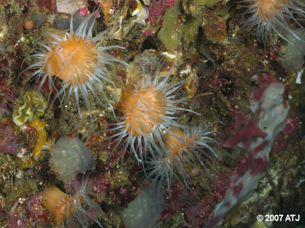 Sea anemones, Anthothoe albocincta