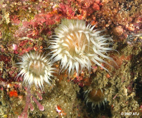 Sea anemones, Anthothoe albocincta