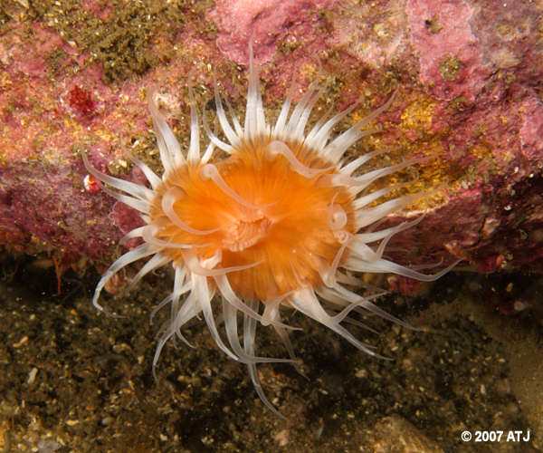 Sea anemone, Anthothoe albocincta