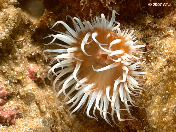 Sea anemone, Anthothoe albocincta
