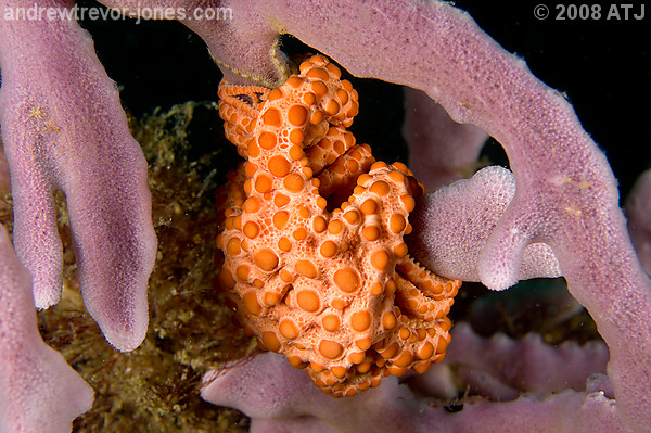 Basket Star, Astrosierra amblyconus