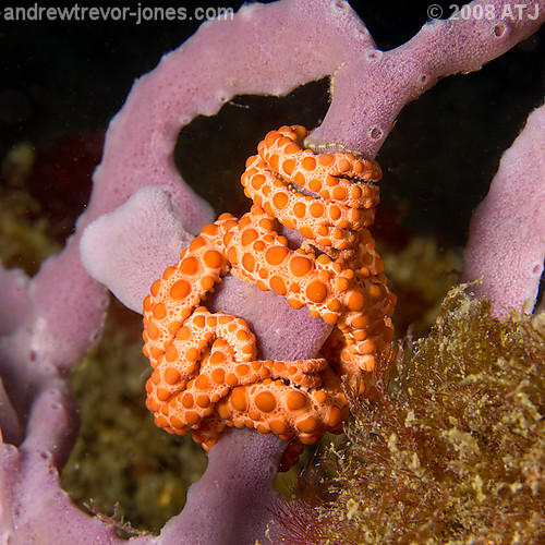 Basket star, Astrosierra amblyconus