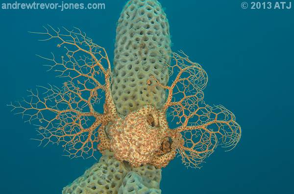 Basket star, Astrosierra amblyconus