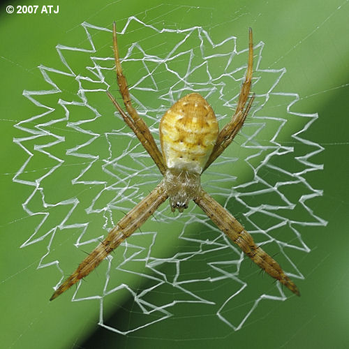 St Andrew's cross spider, Argiope keyserlingi