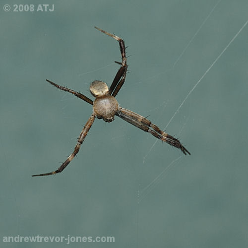 St Andrew's Cross spider, Argiope keyserlingi