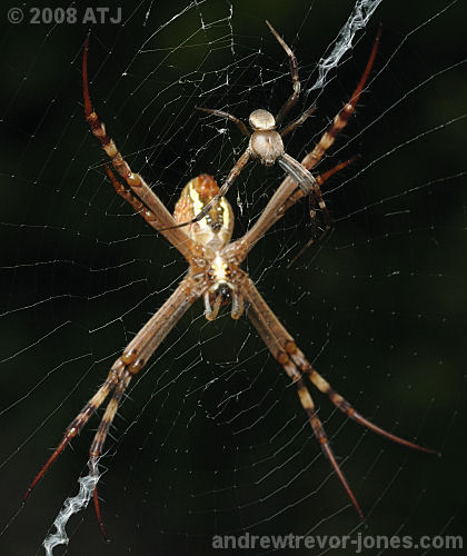 St Andrew's Cross spider, Argiope keyserlingi