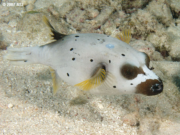 Black-spotted pufferfish, Arothron nigropunctatus