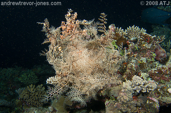 Basket star, Astroboa nuda