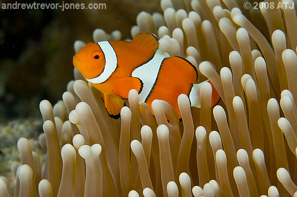 Clown anemonefish, Amphiprion percula