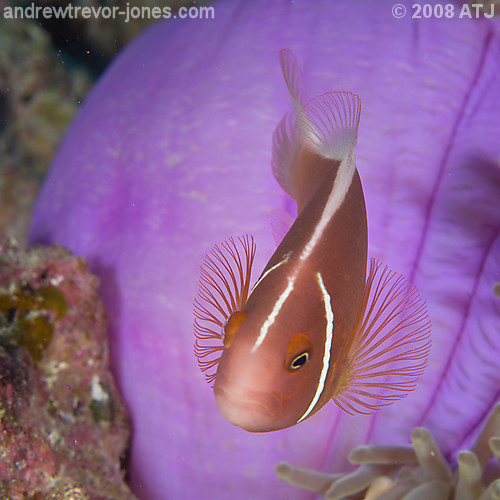 Pink anemonefish, Amphiprion perideraion