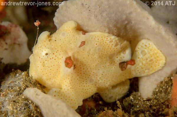 Anglerfish Sightings at Kurnell