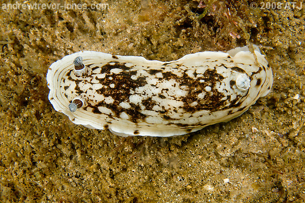 Nudibranch, Aphelodoris varia