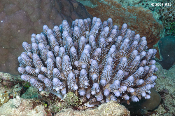Staghorn coral, Acropora sp.