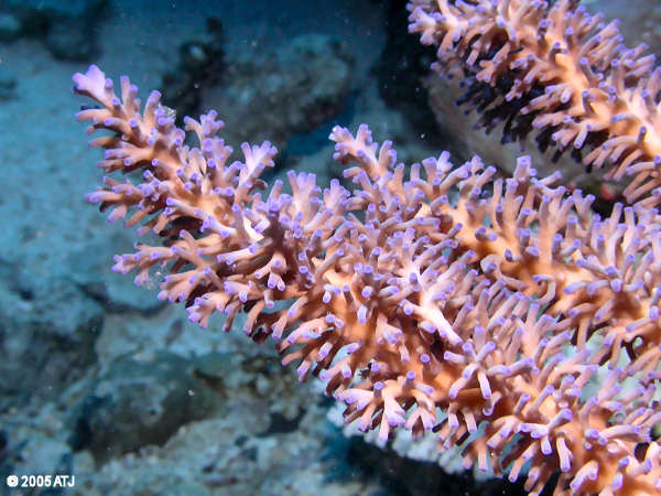 Staghorn coral, Acropora sp.