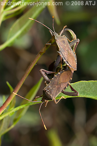 Shield bug, Amorbus sp.