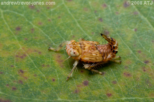 Yellow-headed leafhopper, Brunotartessus fulvus