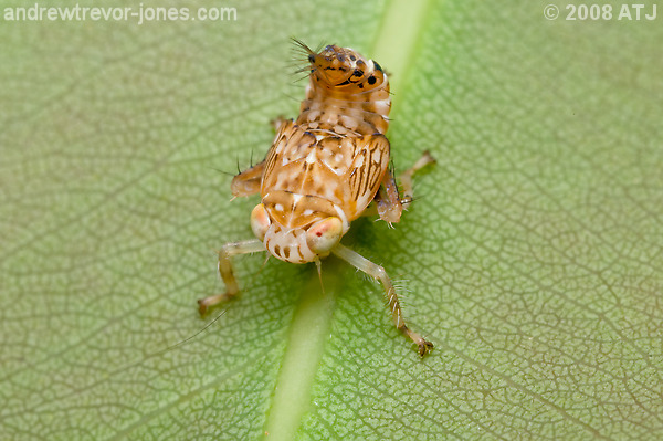 Yellow-headed leafhopper, Brunotartessus fulvus