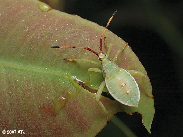 Shield Bug Nymph