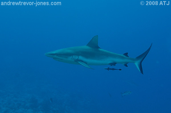 Grey reef whaler, Carcharhinus amblyrhynchos