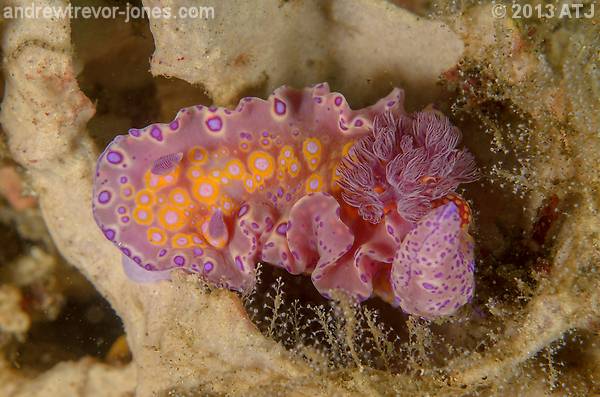 Nudibranch, Ceratosoma brevicaudatum