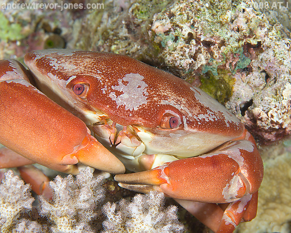 Convex reef crab, Carpilius convexus