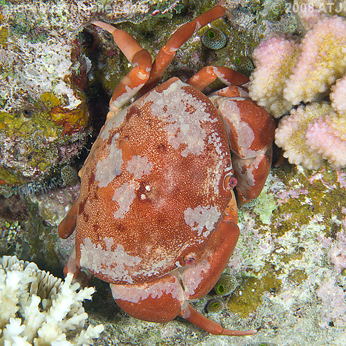 Convex reef crab, Carpilius convexus