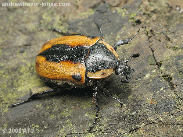 Cowboy beetle, Chondropyga dorsalis