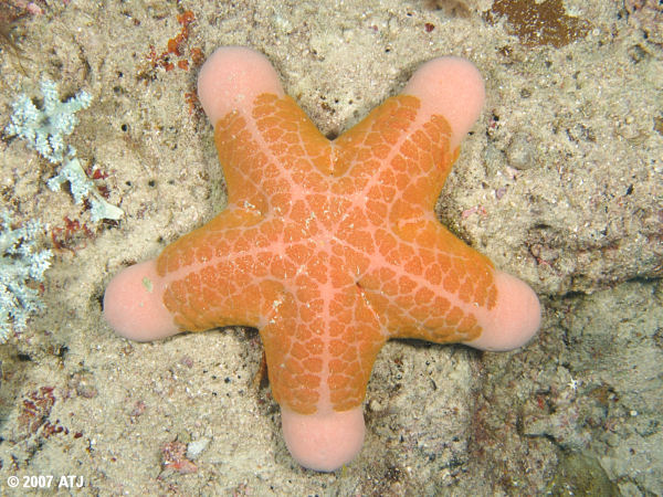 Sea star, Choriaster granulatus