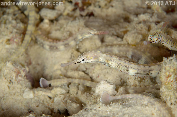 Reeftop pipefish, Corythoichthys haematopterus