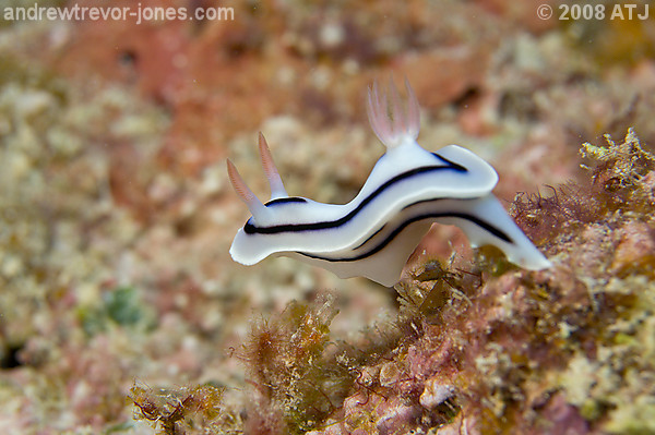 Nudibranch, Chromodoris lochi