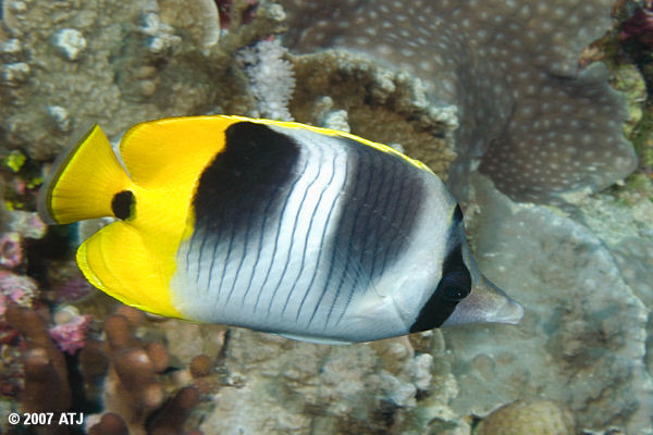 Double-saddle butterflyfish, Chaetodon ulietensis