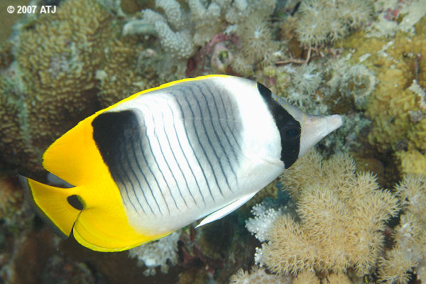 Double-saddle butterflyfish, Chaetodon ulietensis