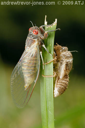 Cicada, Unknown species