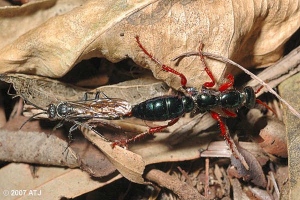Blue 'ant' wasps, Diamma bicolor