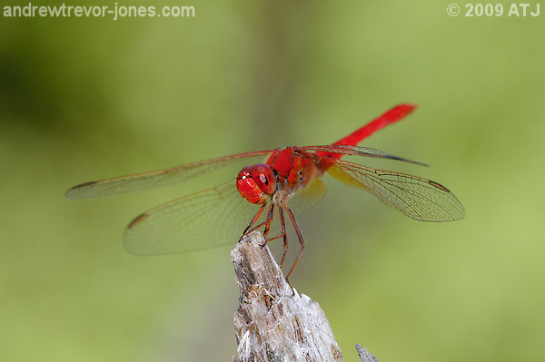 Scarlet percher dragonfly, Diplacodes haematodes