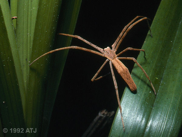 Net-casting spider, Deinopis subrufa