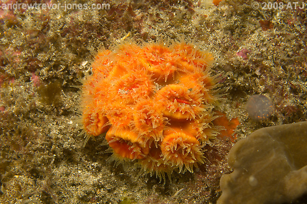 Stony coral, Unknown species