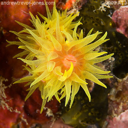 Sun coral, Unknown species