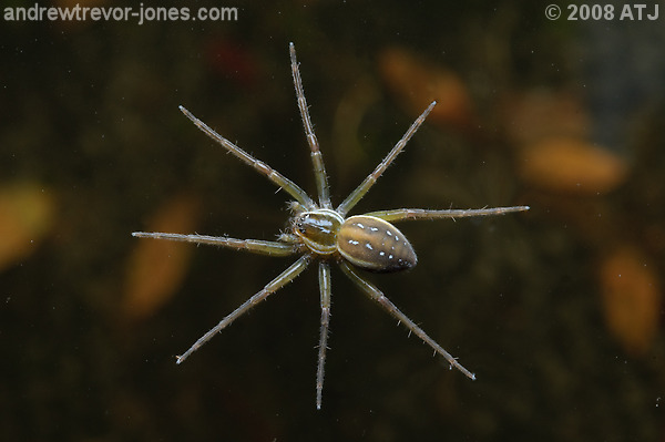 Water spider, Dolomedes sp.