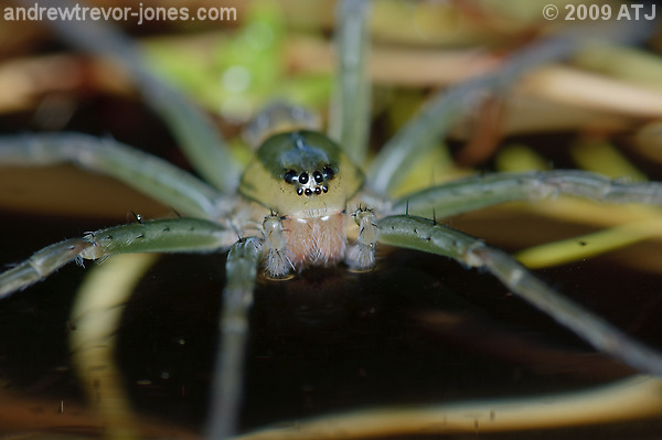 Fishing spider, Dolomedes sp.