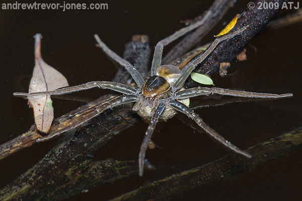 Fishing spider, Dolomedes sp.