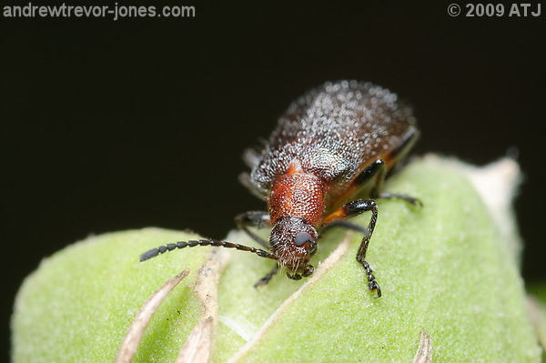 Brown darkling beetle, Ecnolagria grandis