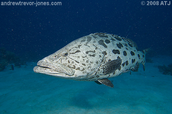 Potato cod, Epinephelus tukula