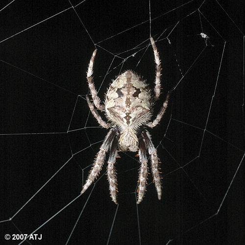 Garden orb weaver, Eriophora sp.