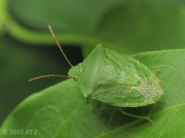 New Zealand vegetable bug, Glaucias amyoti