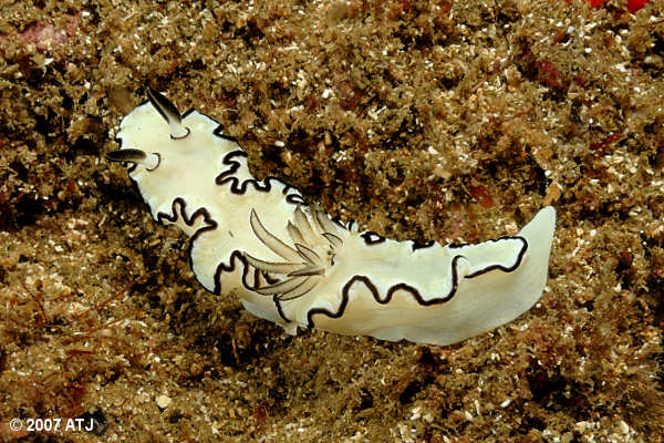 Nudibranch, Glossodoris atromarginata