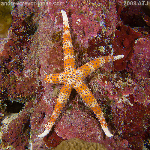 Egyptian sea star, Gomophia egyptiaca