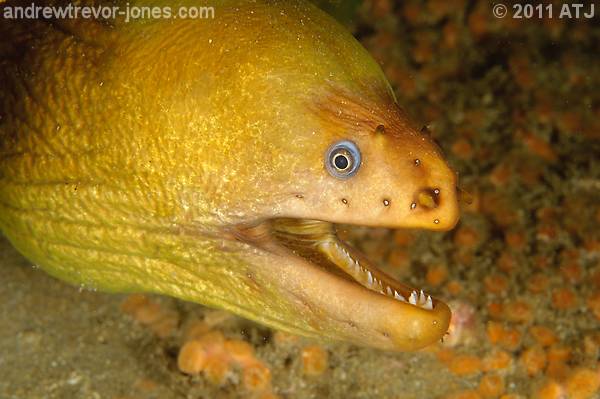 Green moray eel, Gymnothorax prasinus