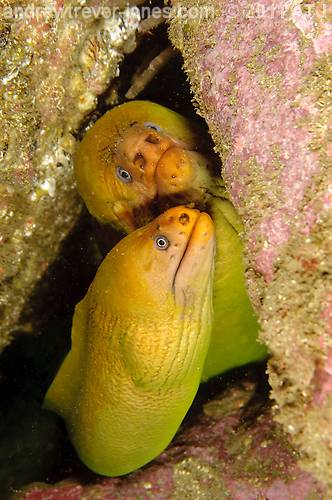 Green moray eels, Gymnothorax prasinus