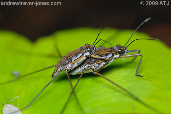 Water striders, Unknown species